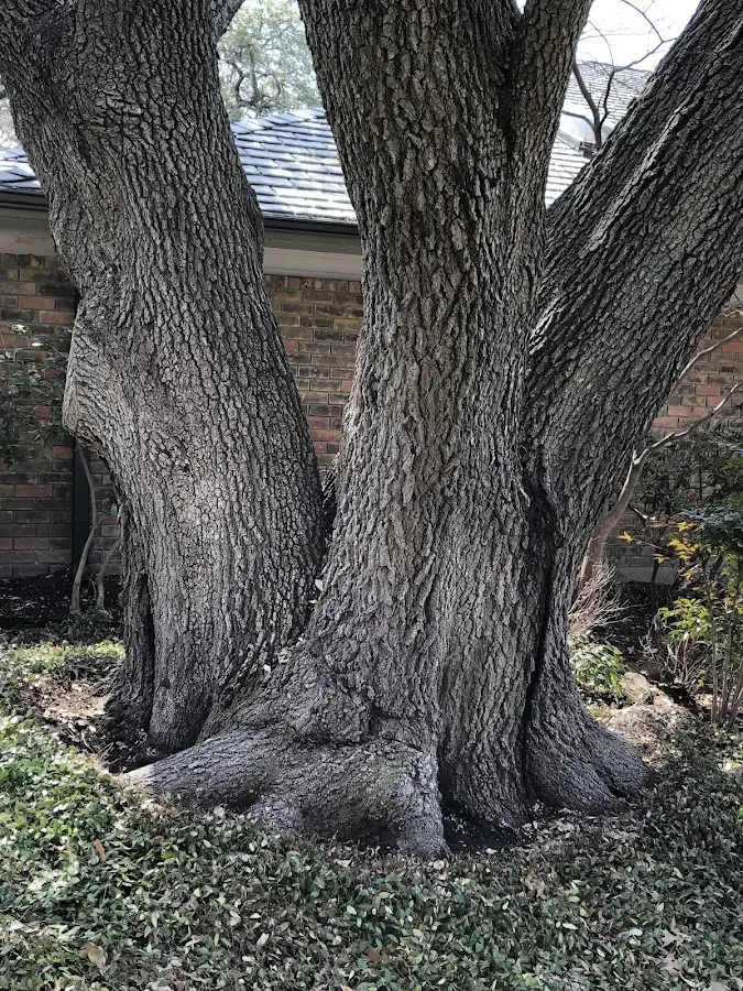 Mature heritage tree close to a Midland property cared for by certified arborists